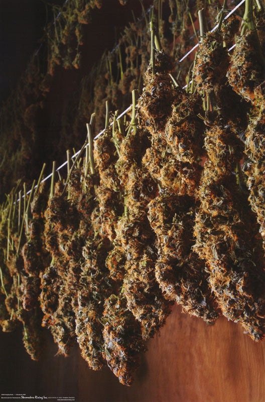 MJ - HANGING BUDS - POSTER LC6H