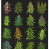 MJ - LIFE is FULL of IMPORTANT CHOICES - POSTER RW2F