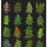 MJ - LIFE is FULL of IMPORTANT CHOICES - POSTER RW2F