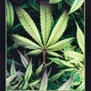 PERFECTION-CANNABIS SATIVA -- POSTER RW14-O