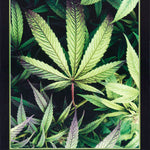 PERFECTION-CANNABIS SATIVA -- POSTER RW14-O