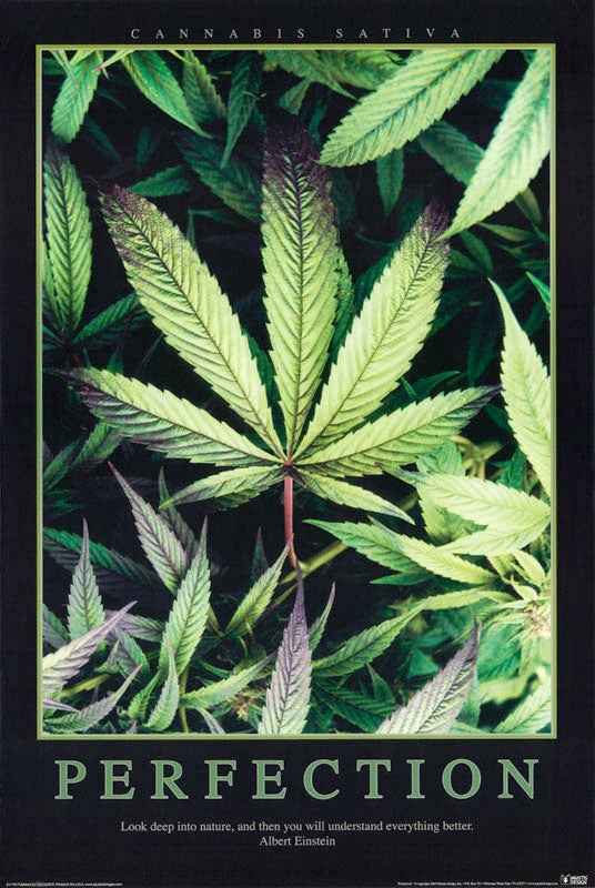 PERFECTION-CANNABIS SATIVA -- POSTER RW14-O
