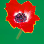 POPPY by MICHAEL BANKS - POSTER