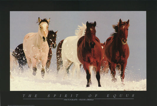 SPIRIT of EQUUS - POSTER LW31D