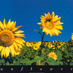 SUNFLOWERS - POSTER LW23P