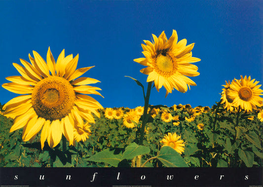SUNFLOWERS - POSTER LW23P