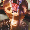 cobra - POSTER LW30V