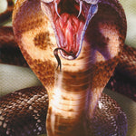 cobra - POSTER LW30V