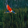 skier above the trees - POSTER LW16K