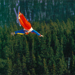 skier above the trees - POSTER LW16K